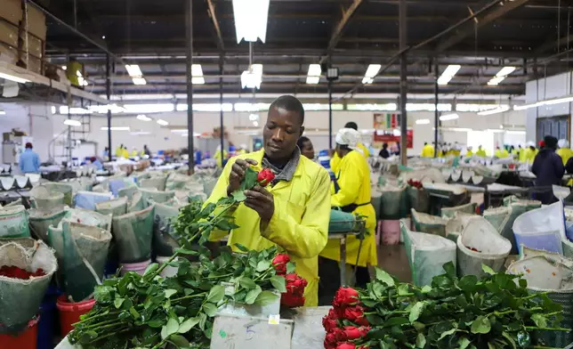 FILE - Festus Mwirotsi, 34, scouts for pests and diseases in roses meant for export at Isinya Roses farm in Kajiado, Kenya, March 24, 2026, as Kenya's flower industry is losing up to $1.4 million a week as the Iran war cuts demand and disrupts shipping. (AP Photo/Patrick Ngugi, File)