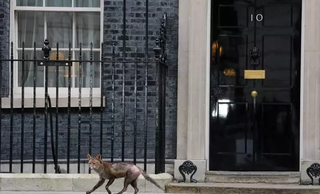 A fox runs past the 10 Downing Street door before Britain's Chancellor of the Exchequer Rachel Reeves leaves to deliver the Spring Statement in London, Tuesday, March 3, 2026.(AP Photo/Kin Cheung)