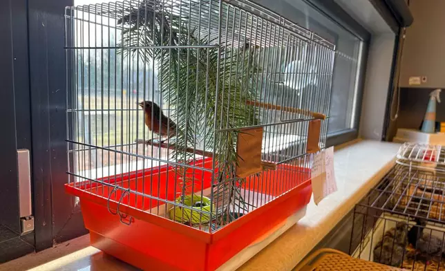 A robin waits for feathers in its tail to grow before it can be released, inside its cage at the birds' hospital in Warsaw, Poland, Monday, March 16, 2026. (AP Photo/Claudia Ciobanu)