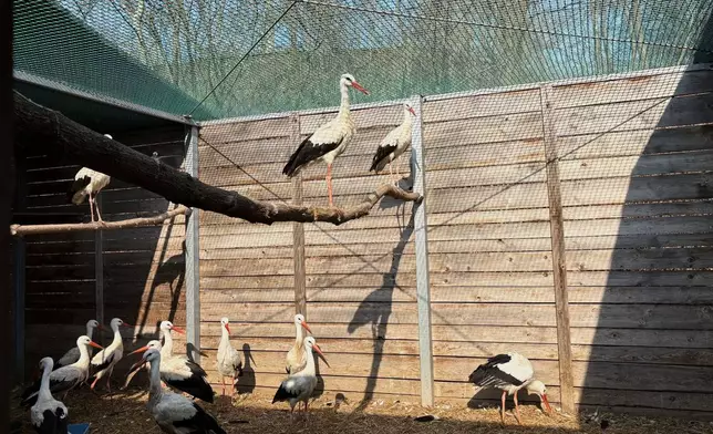 Treated storks are seen in an external cage outside the birds' hospital at the Warsaw Zoo in Warsaw, Poland, Monday, March 16, 2026. (AP Photo/Claudia Ciobanu)