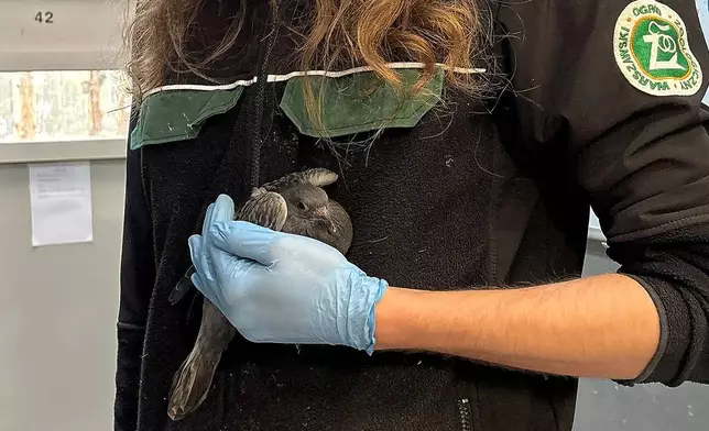 Warsaw Zoo employee Filip Woluch poses for a photo as he holds a pigeon he took out of it's cage for feeding and cleaning at the birds' hospital at the Warsaw Zoo in Warsaw, Poland, Monday, March 16, 2026. (AP Photo/Claudia Ciobanu)
