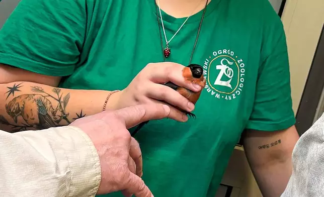Warsaw Zoo employee Magdalena Zawadzka holds a wounded male bullfinch at the birds' hospital at the Warsaw Zoo in Warsaw, Poland, Monday, March 16, 2026. (AP Photo/Claudia Ciobanu)