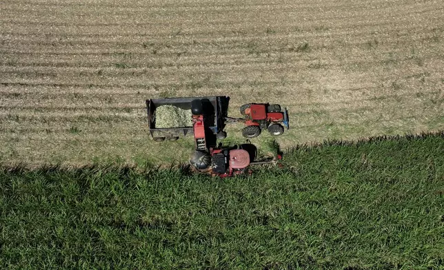 Workers load a tractor during a seedling harvest on a sugarcane plantation at Bom Retiro Farm in Artur Nogueira, Brazil, Tuesday, March 24, 2026. (AP Photo/Andre Penner)