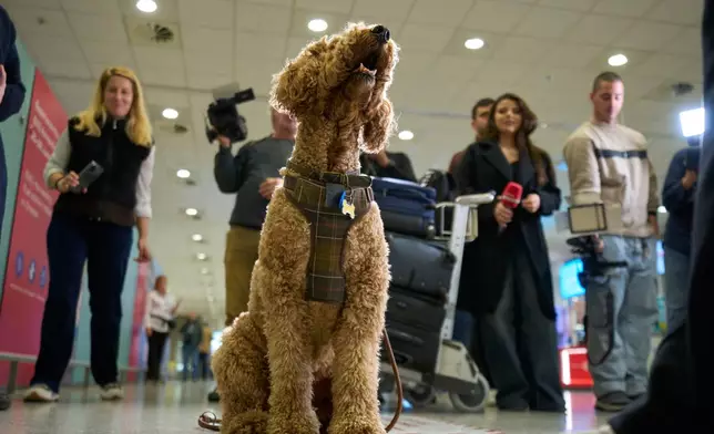 A repatriated dog stands after arriving at Athens International Airport Eleftherios Venizelos on Wednesday, March 18, 2026, after being evacuated from Abu Dhabi amid the escalating U.S.-Israeli conflict with Iran. (AP Photo/Petros Giannakouris)