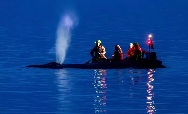 Rescue workers try to bring a whale stranded on the Baltic Sea coast back into deep water, near Timmendorfer Strand, Germany, Monday, March 23, 2026. (Jens Büttner/dpa via AP)