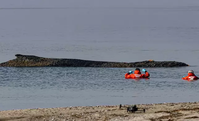 People from the Institute for Terrestrial and Aquatic Wildlife Research observe a whale washed up on the beach on the Baltic coast near Timmendorfer Strand, Germany, Monday, March 23, 2026. (Ulrich Perrey/dpa via AP)