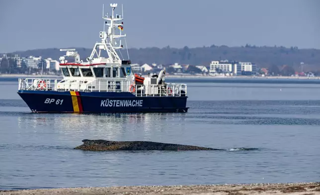 A cost guard boat patrols near a whale which washed up on the beach on the Baltic coast near Timmendorfer Strand, Germany, Monday, March 23, 2026. (Ulrich Perrey/dpa via AP)