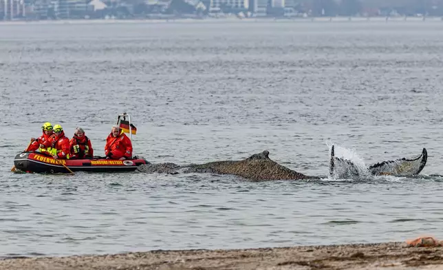People from the Institute for Terrestrial and Aquatic Wildlife Research and firefighters attempt to free a whale washed up on the beach on the Baltic coast near Timmendorfer Strand, Germany, Monday, March 23, 2026. (Ulrich Perrey/dpa via AP)