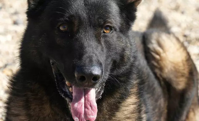 FILE - German Shepherd family protection dog Lobo rests at the Strapestone Kennels in Radstock, England, March 5, 2025 .(AP Photo/Frank Augstein, file)