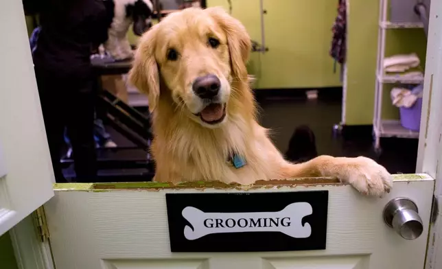 FILE- In this Jan. 6, 2010 file photo, a golden retriever looks over the half door entrance of the grooming room at Happy Paws in Washington. (AP Photo/Jacquelyn Martin, File)