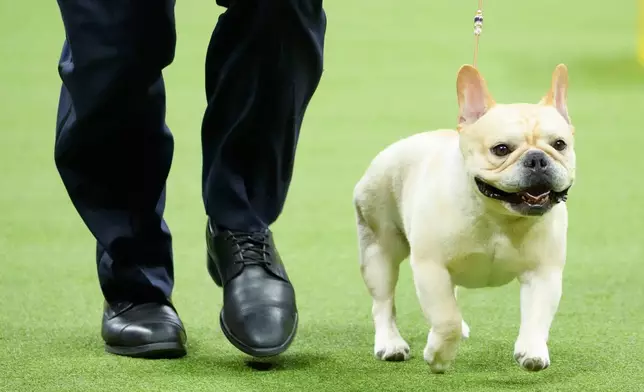 FILE - Winston, a French bulldog, competes in the non-sporting group competition during the 147th Westminster Kennel Club Dog show, May 8, 2023, in New York. (AP Photo/Mary Altaffer, File)
