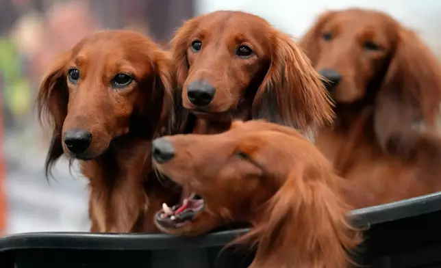 FILE - Four dachshunds wait in a basket of a breeder at a dog show in Dortmund, Germany, Friday, Nov. 8, 2024. (AP Photo/Martin Meissner, file)
