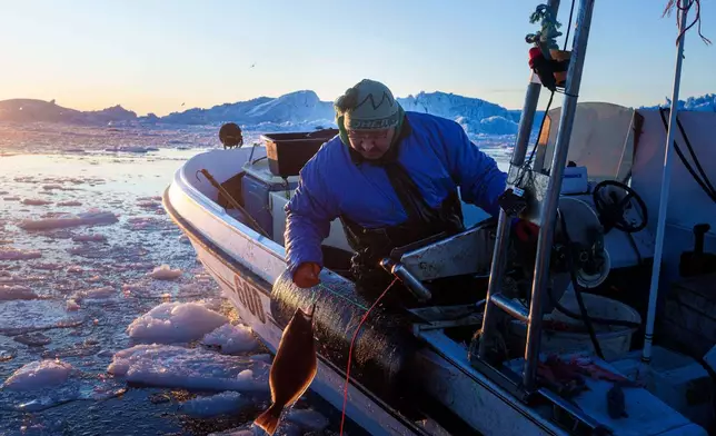 A fisherman catches halibut at Disko Bay near Ilulissat, Greenland, on Wednesday, Jan. 28, 2026. (AP Photo/Evgeniy Maloletka)