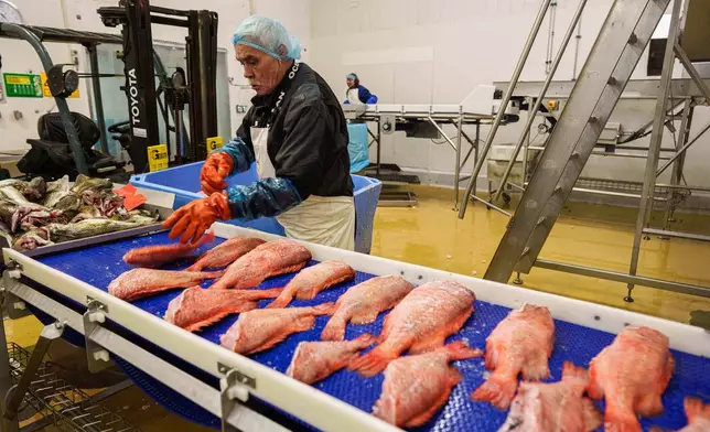 A worker at Royal Greenland seafood company puts redfish onto a conveyor belt in Nuuk, Greenland, on Wednesday, Jan. 21, 2026. (AP Photo/Evgeniy Maloletka)