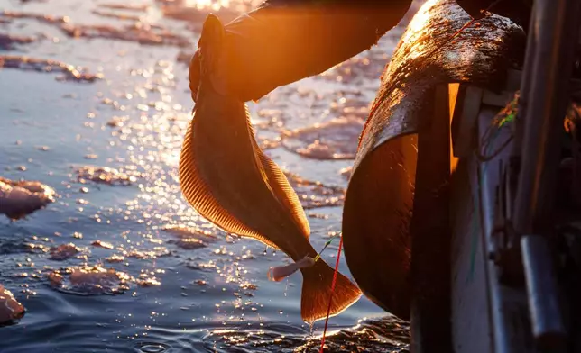 A fisherman catches halibut at Disko Bay near Ilulissat, Greenland, on Wednesday, Jan. 28, 2026. (AP Photo/Evgeniy Maloletka)