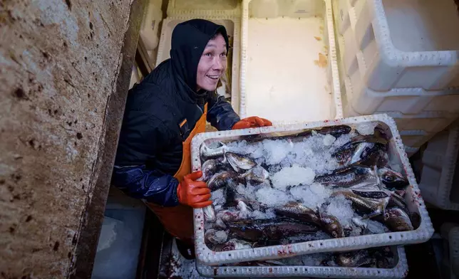 A fisherman unloads boxes with fish from a boat in Nuuk harbor, Greenland, on Thursday, Jan. 22, 2026. (AP Photo/Evgeniy Maloletka)