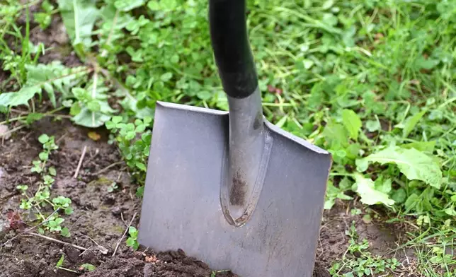 A shovel stands in a lumpy soil bed on Long Island, N.Y., on Sept. 11, 2021. (Jessica Damiano via AP)