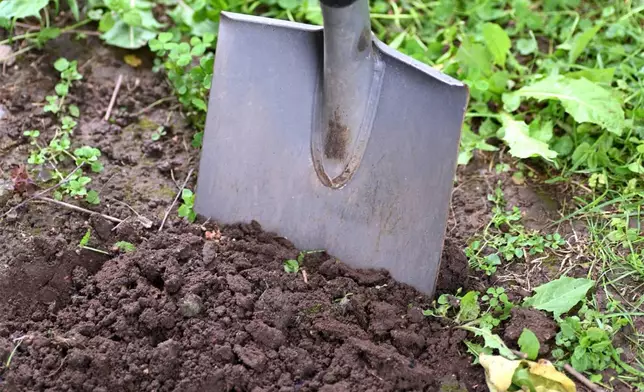 A shovel stands in a lumpy soil bed on Long Island, N.Y., on Sept. 11, 2021. (Jessica Damiano via AP)