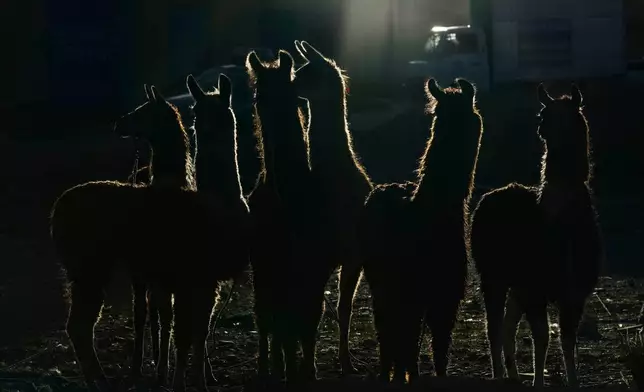 Llamas wait to be sold on Palm Sunday at the Feria de Ramos, in El Alto, Bolivia, Sunday, March 29, 2026. (AP Photo/Juan Karita)