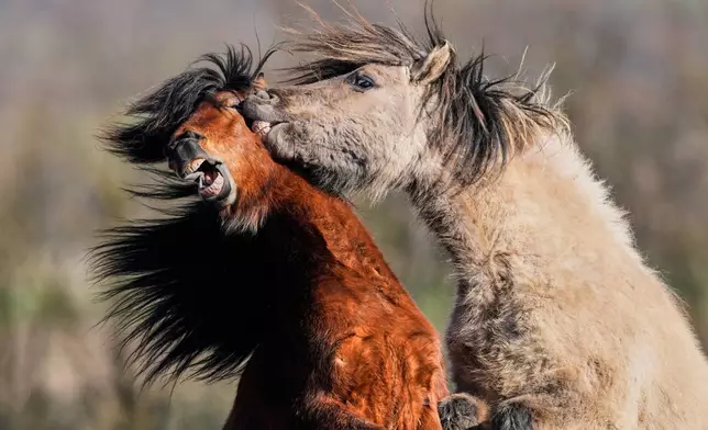 Icelandic stallions play at a stud farm in Wehrheim near Frankfurt, Germany, Monday, March 2, 2026. (AP Photo/Michael Probst)