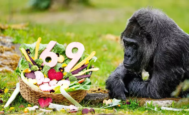 Fatou, the oldest of Berlin's zoo and also believed to be the world's oldest gorilla, eats vegetables to celebrate her 69th birthday in Berlin, Germany, Monday, April 13, 2026. (AP Photo/Markus Schreiber)
