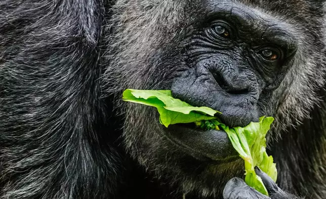 Fatou, the oldest of Berlin's zoo and also believed to be the world's oldest gorilla, eats vegetables to celebrate her 69th birthday in Berlin, Germany, Monday, April 13, 2026. (AP Photo/Markus Schreiber)
