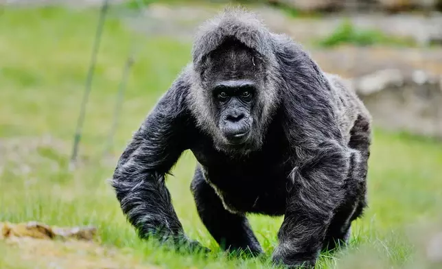 Fatou, according to the Zoo with 69 years the older Gorilla in the world, arrives in its enclosure to celebrate its birthday in Berlin, Germany, Monday, April 13, 2026. (AP Photo/Markus Schreiber)