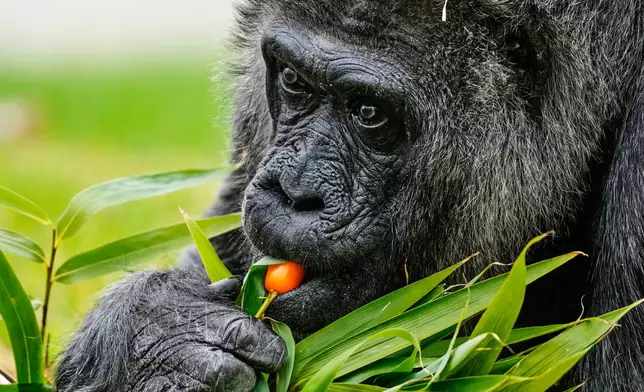 Fatou, the oldest of Berlin's zoo and also believed to be the world's oldest gorilla, eats vegetables to celebrate her 69th birthday in Berlin, Germany, Monday, April 13, 2026. (AP Photo/Markus Schreiber)