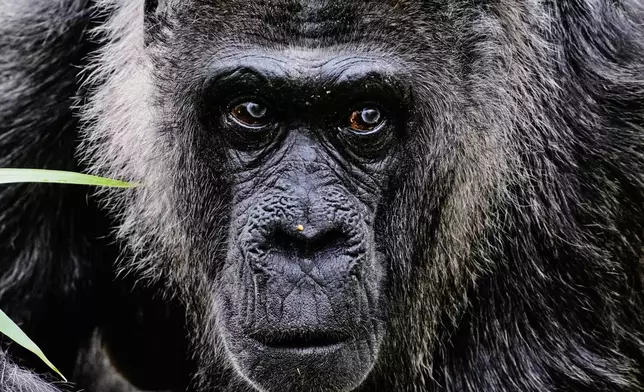 Fatou, the oldest of Berlin's zoo and also believed to be the world's oldest gorilla, arrives at its enclosure to celebrate her 69th birthday in Berlin, Germany, Monday, April 13, 2026. (AP Photo/Markus Schreiber)