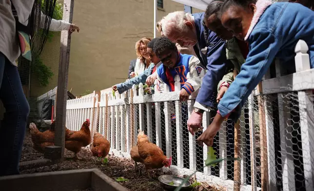 Britain's King Charles III feeds chickens during an event at Harlem Grown, Wednesday, April 29, 2026, in New York. (AP Photo/Angelina Katsanis, Pool)