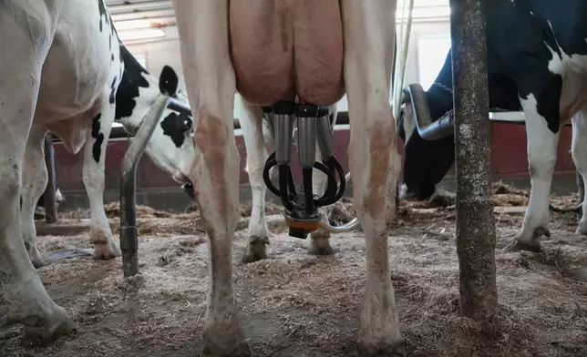 A cow is milked at Ronnybrook Farm, which uses pasteurization, in Ancramdale, N.Y., on April 22, 2026. (AP Photo/Mary Conlon)