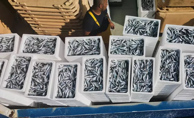 A fisherman stands next to the catch after returning from fishing in the port of Liznjan, Croatia, Tuesday, April 7, 2026. (AP Photo/Darko Bandic)