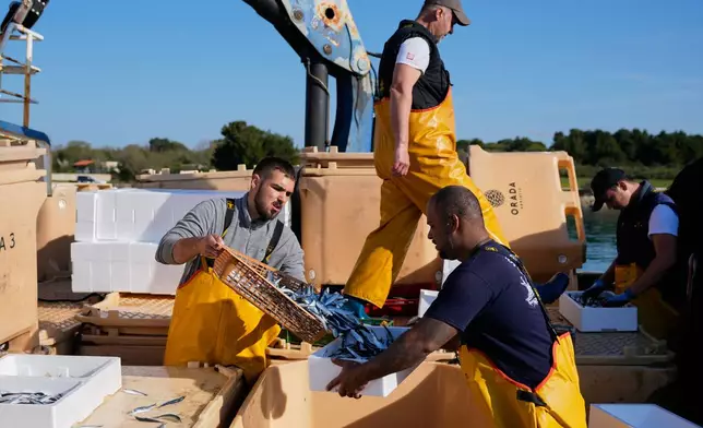 Fishermen handle their catch after returning from fishing in the port of Liznjan, Croatia, Tuesday, April 7, 2026. (AP Photo/Darko Bandic)