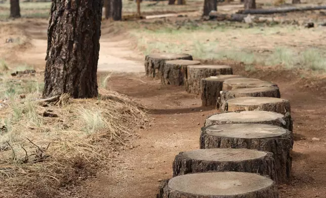 A path of tree stumps lines a portion of a barefoot trail near Flagstaff, Ariz, on Thursday, April 16, 2026. (AP Photo/Cheyanne Mumphrey)