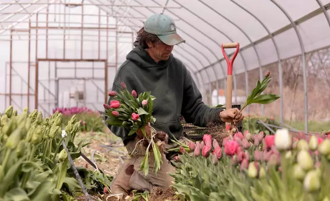 Gregory Witscher, owner of Understory Farm, harvests tulips, Monday, April 20, 2026, in Bridport, Vt. (AP Photo/Amanda Swinhart)