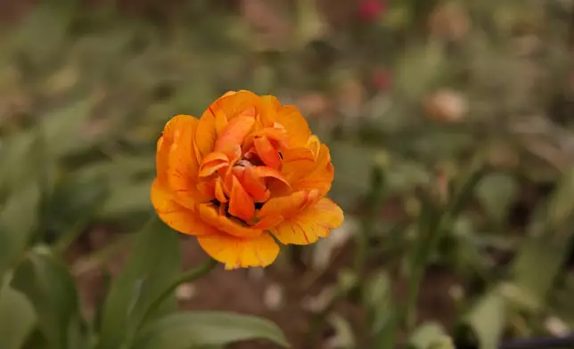 A tulip is pictured at Understory Farm, Monday, April 20, 2026, in Bridport, Vt. (AP Photo/Amanda Swinhart)