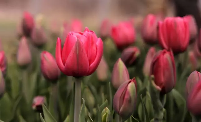 Tulips are pictured at Understory Farm, Monday, April 20, 2026, in Bridport, Vt. (AP Photo/Amanda Swinhart)