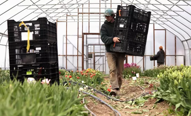 Gregory Witscher, owner of Understory Farm, harvests tulips, Monday, April 20, 2026, in Bridport, Vt. (AP Photo/Amanda Swinhart)