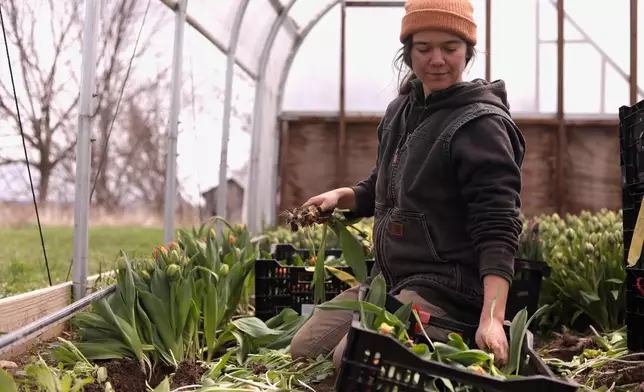 Farmhand Samantha Martin harvests tulips at Understory Farm, Monday, April 20, 2026, in Bridport, Vt. (AP Photo/Amanda Swinhart)