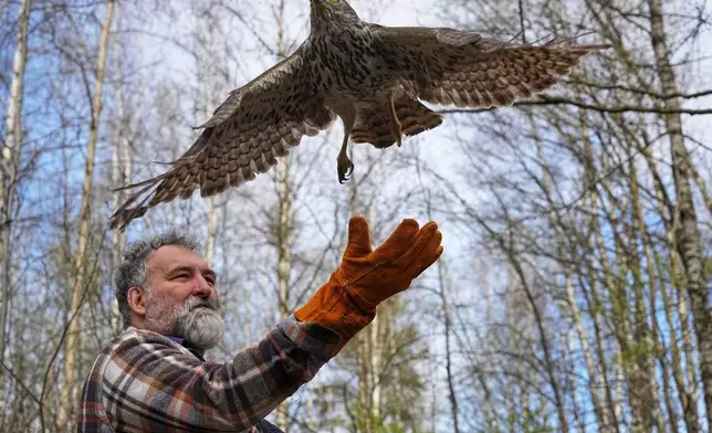 Vladimir Romanov, the founder of the bird hospital 'Green Parrot', releases a hawk that has been restored to health at his hospital, marking the Earth Day on the outskirts of St. Petersburg, Russia, Wednesday, April 22, 2026. (AP Photo/Dmitri Lovetsky)