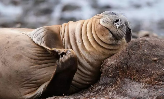 FILE - An elephant seal lies on the shore at Kelp Point on the Falkland Islands, also known as Islas Malvinas, Tuesday, March 17, 2026. (AP Photo/Ricardo Mazalan, File)
