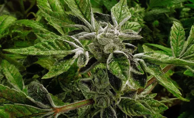 FILE - In this Sept. 15, 2015 file photo, marijuana plants with their buds covered in white crystals called trichomes, are a few weeks away from harvest at the Ataraxia medical marijuana cultivation center in Albion, Ill.. (AP Photo/Seth Perlman, File)