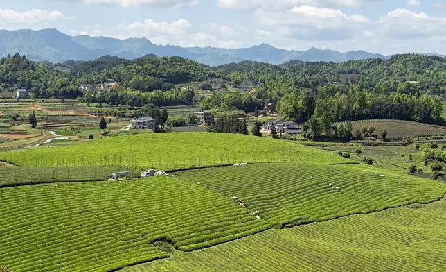The China Tea Sea, Photo by Bastille Post