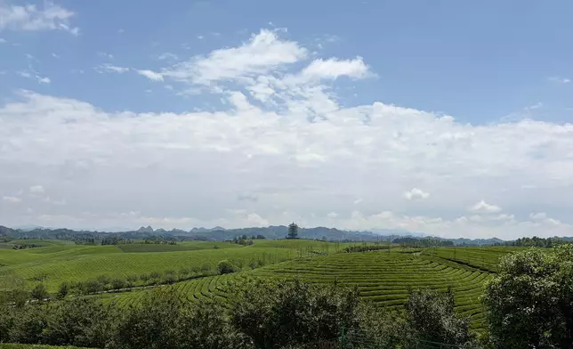 The China Tea Sea, Photo by Bastille Post