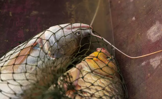 Fish are caught in a net on the Kok River in Chiang Saen, Thailand, on Feb. 22, 2026. (AP Photo/Anton L. Delgado)