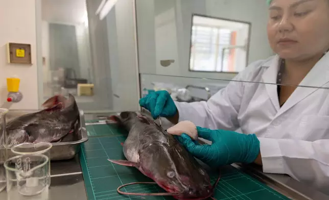 Researcher Warakorn Maneechuket collects a fish sample at a Naresuan University laboratory in Phitsanulok, Thailand, Thursday, Feb. 19, 2026. (AP Photo/Anton L. Delgado)