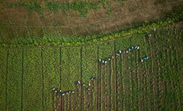 Field workers collect garlic from a farm on the banks of the Kok River in Tha Ton, Thailand, Feb. 21, 2026. (AP Photo/Anton L. Delgado)