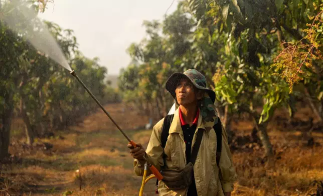 Farmer Lah Boonruang sprays crops on a farm in Tha Ton, Thailand on Feb. 20, 2026. (AP Photo/Anton L. Delgado)
