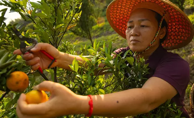 Sangrawee Suweerakarn, with the Romphoni Foundation, harvests tangerines on a farm in Tha Ton, Thailand, on Feb. 20, 2026. (AP Photo/Anton L. Delgado)