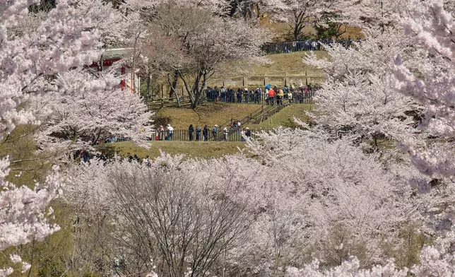 Foreign and national visitors arrive at the entrance of Arakurayama Sengen Park Wednesday, April 8, 2026, in Fujiyoshida, Yamanashi Prefecture, west of Tokyo. (AP Photo/Eugene Hoshiko)